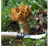 Nóż Opinel 8 na grzyby w blistrze Nóż Opinel 8 na grzyby w blistrze