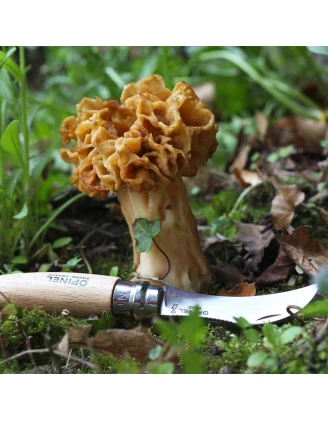 Nóż Opinel 8 na grzyby - idealny do outdooru!